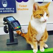 George - the station cat at Stourbridge Junction