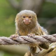 Six pygmy marmosets, the smallest monkeys in the world, have moved to West Midlands Safari Park