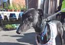 Dave the dog. Pic courtesy of Greyhound Trust Hall Green
