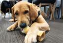 Guide Dogs pup Ralph