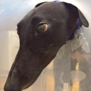Dave the greyhound - recovering from his ordeal