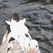 The duck pictured with a fishing hook hanging from its beak. Pic by Elaine Haywood