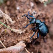 A Black Oil Beetle at Kinver Edge