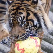 Male Sumatran tiger, Joao, enjoying some Easter-themed enrichment