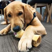 Guide Dogs pup Ralph
