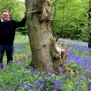 Peter Brookes in his ancient bluebell wood, off Greensforge Lane, Stourton. Pic - Miriam Balfry