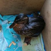 A duck found covered in oil on the banks of the River Stour. Pic - Richard Willetts