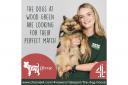 Programme-makers are seeking people who can offer a loving home to a rescue dog to take part in a new series of The Dog House