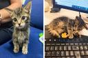 A kitten was found abandoned on a train at Birmingham New Street station. Pic - Network Rail