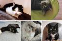These 5 cats with RSPCA in Birmingham need forever homes (RSPCA/Canva)