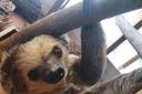 Dudley Zoo's female sloth Flo named most adopted animal of 2021