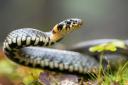 Grass snakes can be identified by their olive green colour and black and yellow collar behind the head. Pic - Getty Images