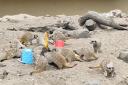Dudley Zoo’s meerkats have fun in the sun