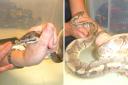 One of the snakes had a mouth infection, while the other was unable to shed its skin