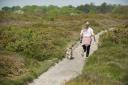 Keep dogs on leads at Kinver Edge amid breeding season, National Trust says