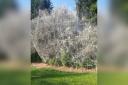 A Norton tree transformed by a larval web of the Spindle Ermine moth