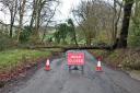 Fallen tree in Naphill