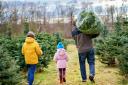 Christmas tree farms are proving increasingly popular with families