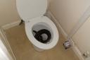 The sight that greeted Laura Tranter in her toilet. Pic: SWNS