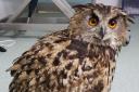 The Eurasian eagle owl that was found dumped near Kinver. Pic - RSPCA