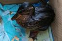 A duck found covered in oil on the banks of the River Stour. Pic - Richard Willetts