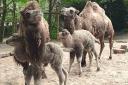The baby camels named Jubilee and Queenie. Pic - Dudley Zoo and Castle