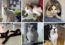 These six cats with RSPCA in Birmingham need forever homes (RSPCA/Canva)
