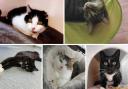 These 5 cats with RSPCA in Birmingham need forever homes (RSPCA/Canva)