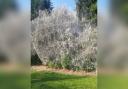 A Norton tree transformed by a larval web of the Spindle Ermine moth
