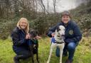 Partnership aims to help retired greyhounds seeking forever homes