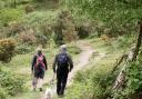 The plea has gone out to dog owners using Kinver Edge
