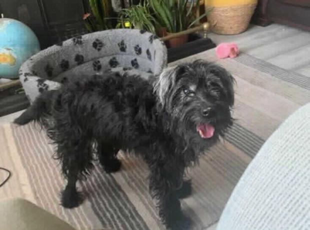 Stourbridge News: Scruff is energetic for an old dog. (RSPCA)