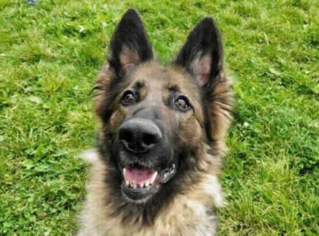 Stourbridge News: Sheba is a German Shepherd. (RSPCA)