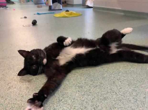 Stourbridge News: Heath is approximately 4 years old (RSPCA)