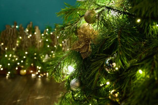 Stourbridge News: Buy your Christmas tree online (Canva)