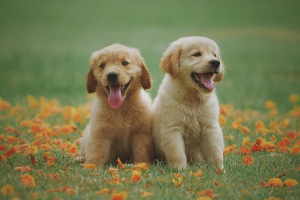 Stourbridge News: Two Labrador puppies in a meadow. Credit: Canva