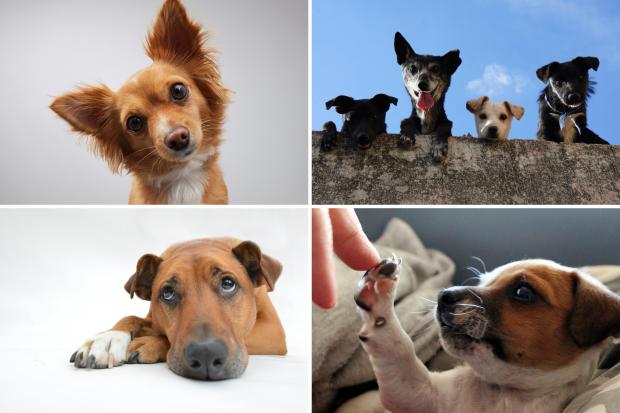 Stourbridge News: Seven adorable dogs. Credit: Canva