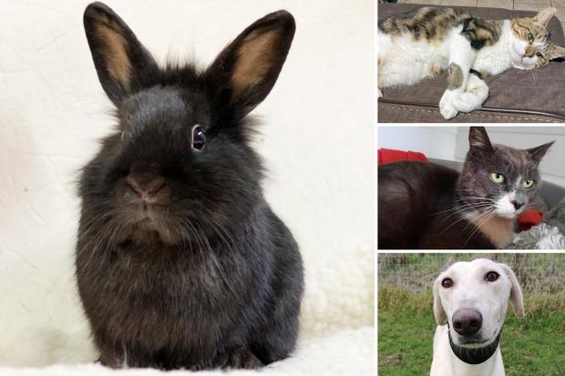 There are a number of animals in Essex RSPCA centres that are looking for new homes (RSPCA/Danaher Animal Home)