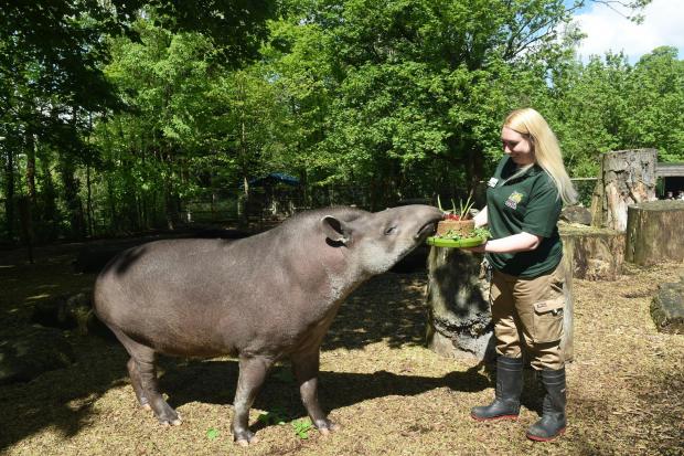 Stourbridge News: Brazilian tapir Chico enjoys some animal friendly birthday cake – served by senior keeper Laura Robbins. Pic – Dudley Zoo and Castle