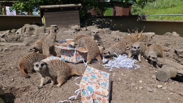 Stourbridge News: The zoo's meerkats check out their treats. Pic - Dudley Zoo and Castle 