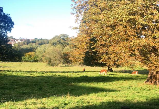 Stourbridge News: Amblecote Meadow is currently used for grazing cattle. Pic - Bev Holder