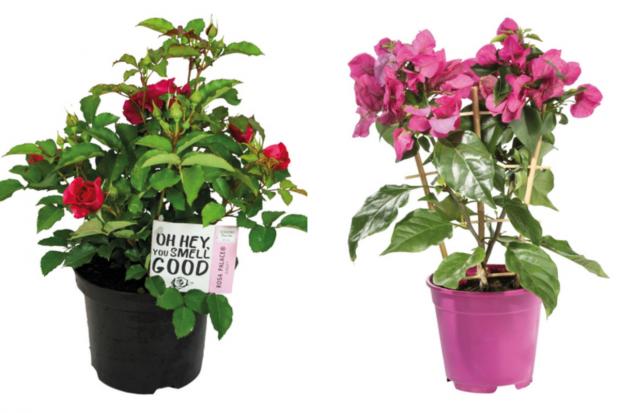 Stourbridge News: (left) Garden Rose and (right) Bougainvillea (Lidl/Canva)