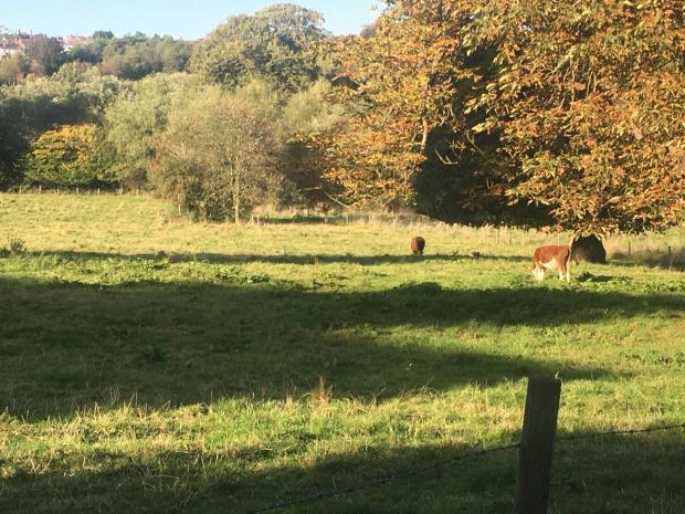 Stourbridge News: Corbett Meadow is currently used for grazing