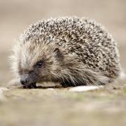 Amazingly nearly a third of people in the survey had never seen a hedgehog. Picture: MikeLane45/ Getty Images