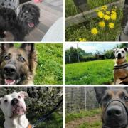Six dogs from an RSPCA centre in Birmingham are looking for a new home. (RSPCA/Canva)