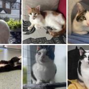 These six cats with RSPCA in Birmingham need forever homes (RSPCA/Canva)