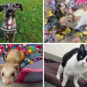 These 4 animals with RSPCA in Birmingham need forever homes (RSPCA/Canva)