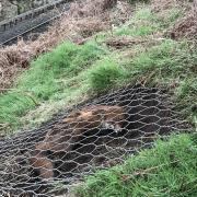 The fox was luckily spotted by an eagle eyed resident. Image/ RSPCA.