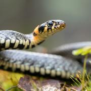 Grass snakes can be identified by their olive green colour and black and yellow collar behind the head. Pic - Getty Images