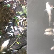 Dead fish removed from park pool after stormy weather